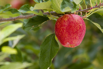 royal gala red apples on a apple tree at new zealand orchard before picking season