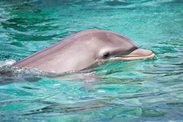Sehr schöner Delfin 