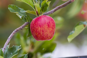 royal gala red apples on a apple tree at new zealand orchard before picking season