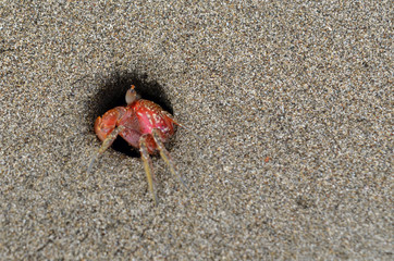 A lonely crab making a hole