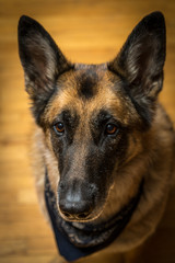 German Shepherd dog looking at camera