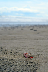 Lonely crab in the beach