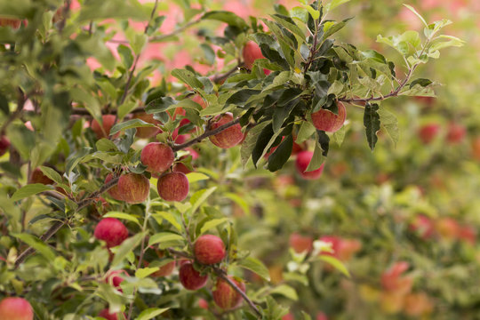 royal gala red apples on a apple tree at new zealand orchard before picking season