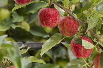 royal gala red apples on a apple tree at new zealand orchard before picking season