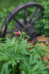 Unopened Bud of a peony.