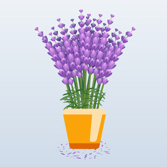 Beautiful lavender in pot. Floral flat illustration.