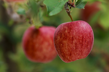 royal gala red apples on a apple tree at new zealand orchard before picking season
