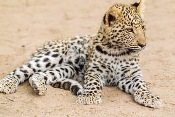 leopardo giovane cucciolo © macs