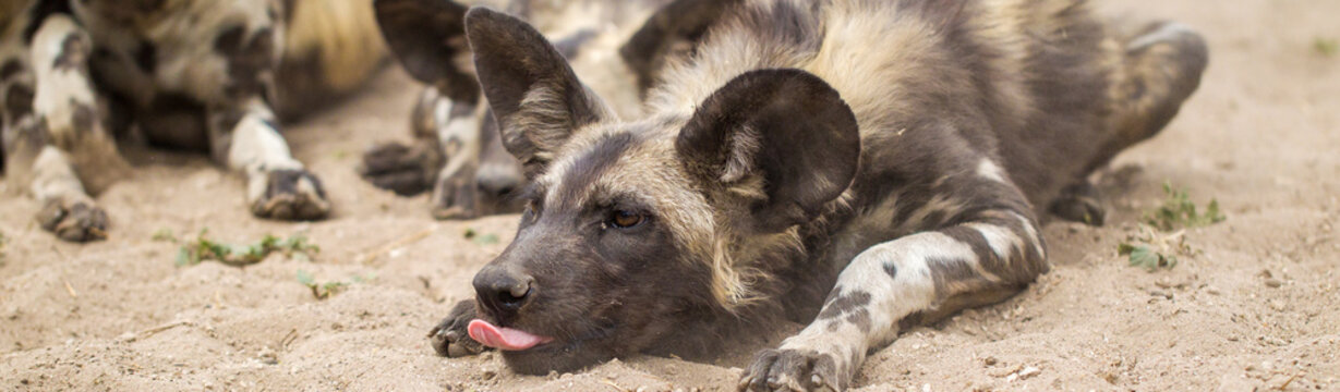 Licaone nella savana del Botswana