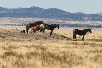 Wild Horses on the Utah Desert