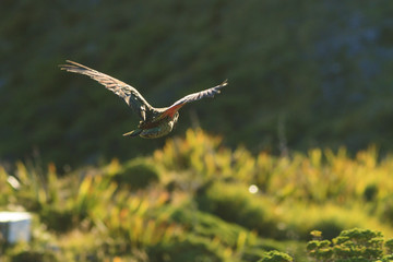 Flying Kea Parrotg new zealand