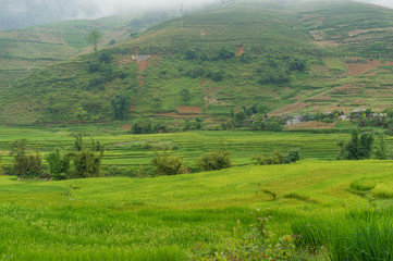 Fototapeta premium Bright green rice paddy