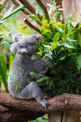 Koala Bear. koala on eucalyptus tree