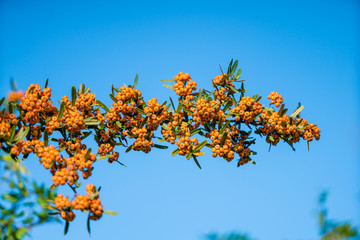 Orange Berries. Pyracantha