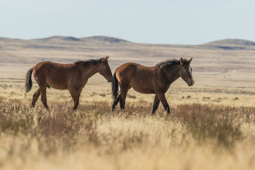 Wild Horses on the Utah Desert