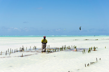 woman working in seaweed cultivation during low tide in Jambiani, Zanzibar, Tanzania Africa