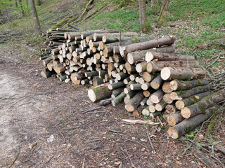 Buchenholzstapel