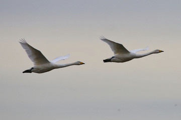 Fototapeta na wymiar Hooper Swans in flight