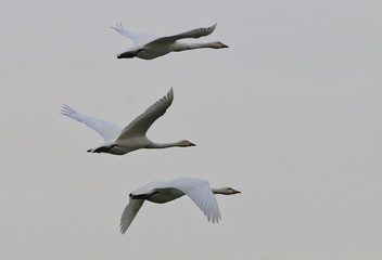 Hooper Swans in flight