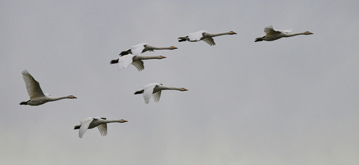 Hooper Swans in flight