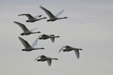 Hooper Swans in flight