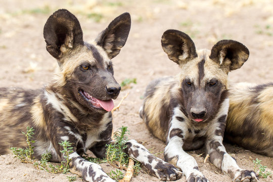Licaone nella savana del Botswana