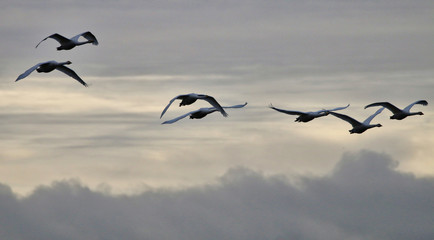 Hooper Swans in flight