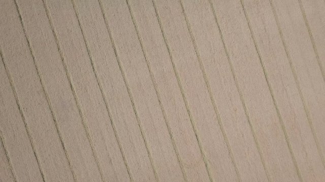 красивые рапсовые поля под синим небом / пролеты в солнечном небе над рапсовыми полями