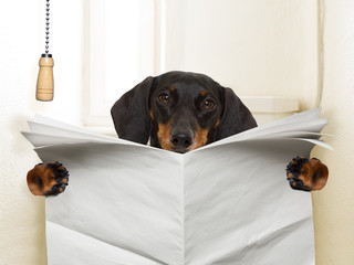 dog sitting on toilet