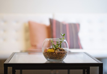 Terrarium on coffee table with white chairs and red pillows in background