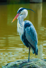 Heron