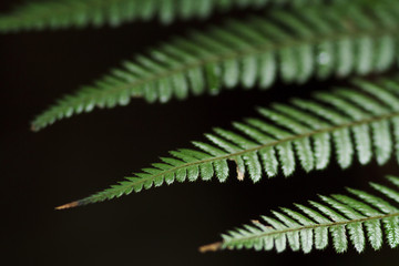 fern plant