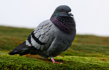 Pigeon