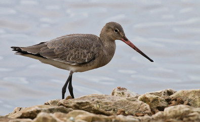 Black Tailed Godwit