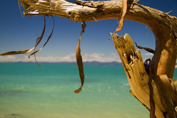 sticks on beach on new zealand abel tasman national park