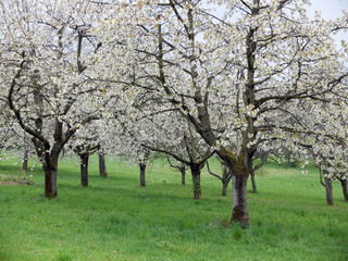 Fototapeta na wymiar Blühende Kirschbäume in der fränkischen Schweiz