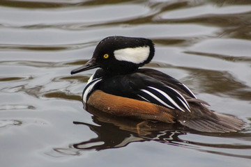 hooded merganza