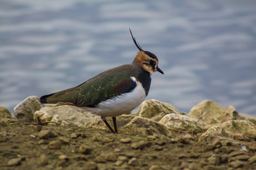 lapwing 4