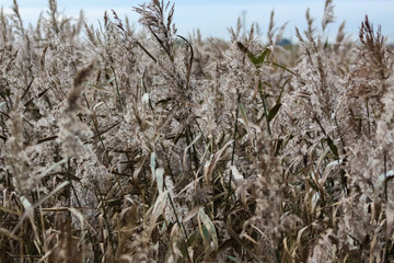 Fototapeta premium silver reeds