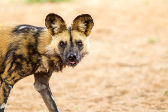 Licaone nella savana del Botswana