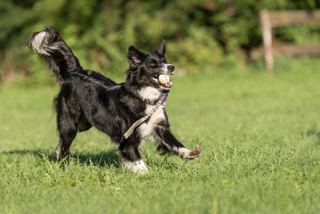Border Collie - Dog  plays with a ball