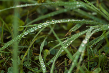 Fototapeta na wymiar morning dew on grass