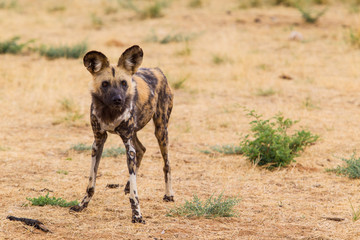 Licaone nella savana del Botswana