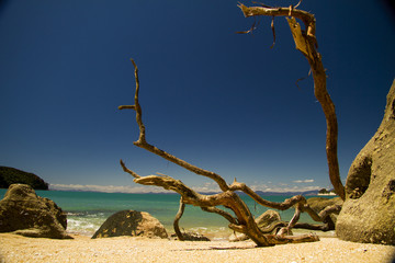 sticks on beach on new zealand abel tasman national park