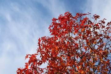 Albero di foglie rosse in autunno