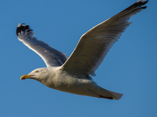 Möwe