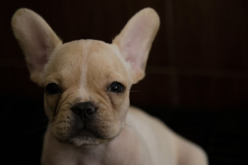 Baby french bulldog face in low-key tone, animal wildlife.
