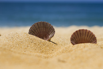 scallop shells in sand