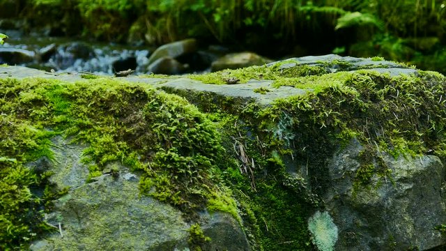 4K. Stone, green moss and stream. Dolly shot