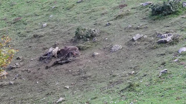 Griffon Vulture eats a horse carcass 